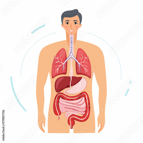 Human Anatomy Illustration Exploring Internal Organs for Health and Wellness