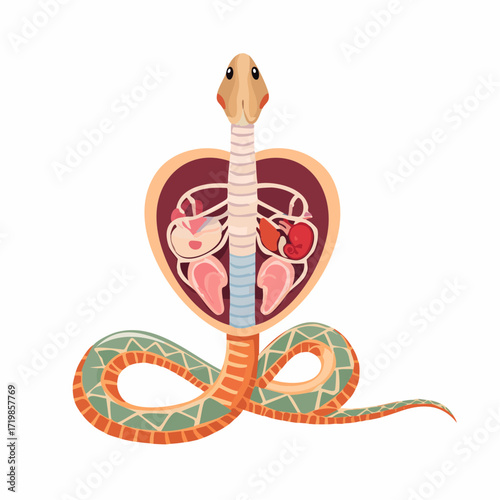 Cobra Anatomy Internal Organs Illustrated
