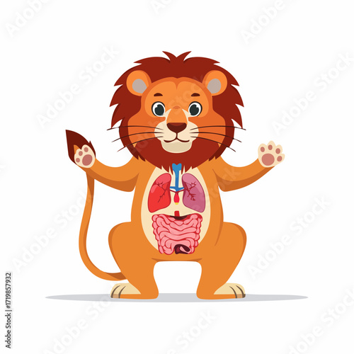 Educational vector illustration of a cartoon lion's internal organs, showing heart, lungs, and stomach in a clean, flat design on a white background