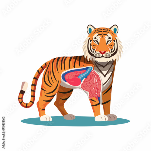 Vector illustration of tiger internal organs anatomy, simplified flat vector design, isolated on white. Educational graphic detailing big cat biology for study