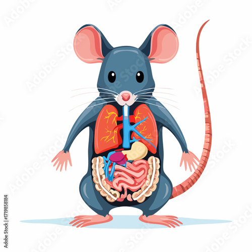 Anatomy illustration of a mouse with internal organs displayed, showing lungs, heart, digestive system, and kidneys