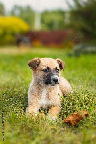 A red-colored dog lies in the grass