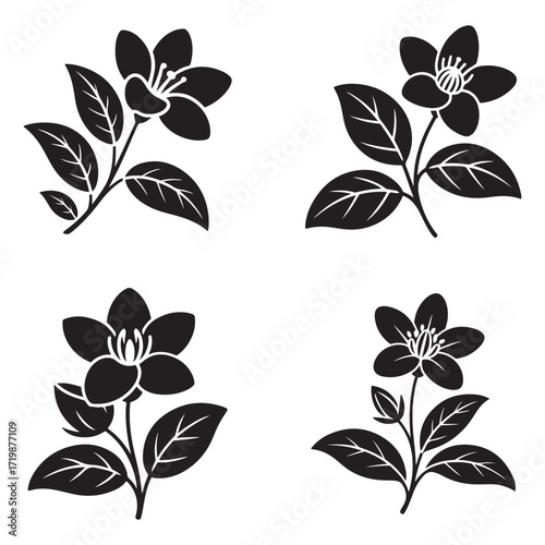 Elegant jasmine flower silhouette isolated on white background graphic set