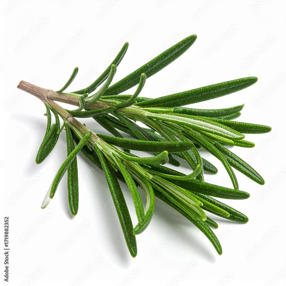 Fototapeta premium Rosemary branch with green leaves, isolated on a white background