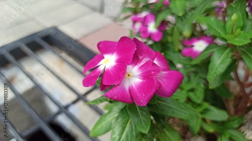 A pink Madagascar periwinkle blooms brightly, showing soft petals and a cheerful center, adding charm and color to a tropical garden.