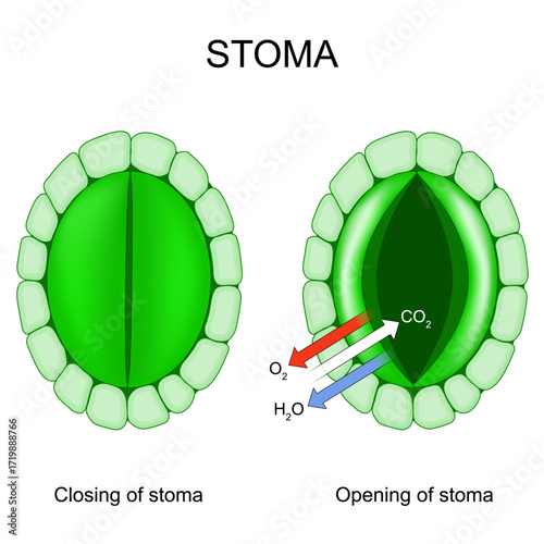 Function of a stoma. leaf pores and plant respiration