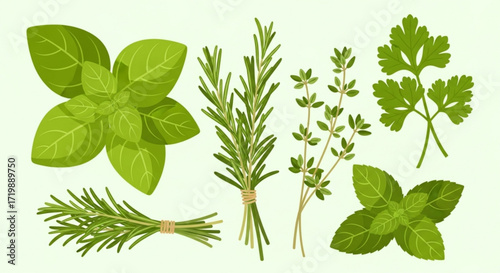 Fresh herbs, including basil, rosemary, thyme, and mint, perfect for culinary use, cooking, and flavoring dishes