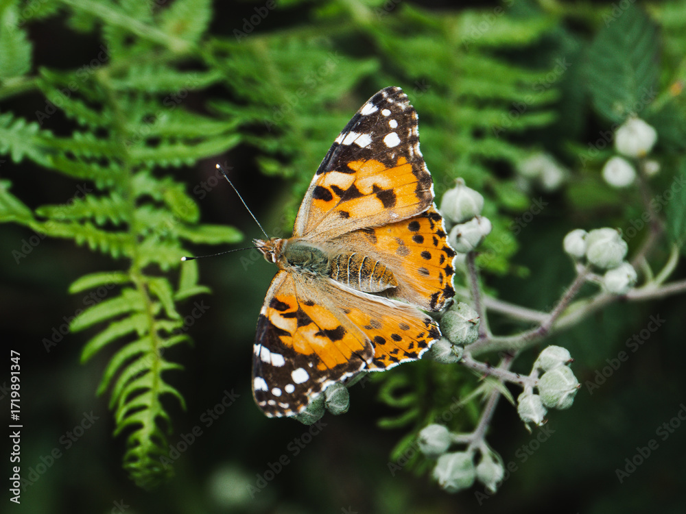 Obraz premium Vibrant butterfly perched on delicate flowers in a lush green environment