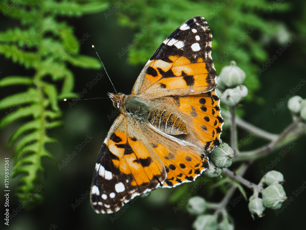 Fototapeta premium Colorful butterfly resting on green foliage during a sunny afternoon in a serene garden