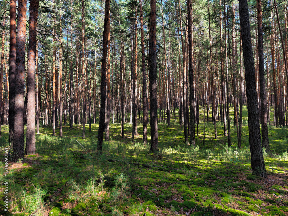 Obraz premium Photograph of a mossy forest on a summer day.
