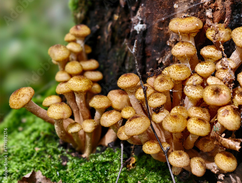 A group of edible honey fungi Armillaria mellea on the bark of a tree in a forest.