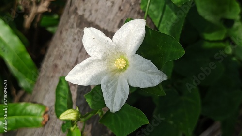 An ivy gourd flower blooms gently, showing delicate white petals and a fresh natural look, adding subtle beauty to a tropical vine.