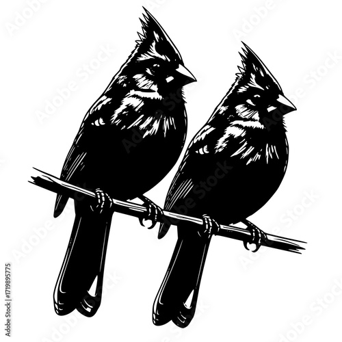 Cardinals pair perched on a Branch vector image illustration