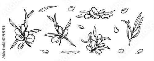 Monochrome sea buckthorn branches with berries and leaves hand drawn vector clip art in black and white style. Wild Baltic berries graphic drawing for organic product labels, herbal medicine packaging