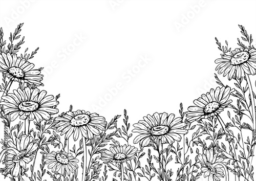 Monochrome meadow Daisy flowers and spikelet vector isolated horizontal border with copy space for text. Hand drawn Chamomile, field grass spike etching drawing. For wedding invitation, greeting card