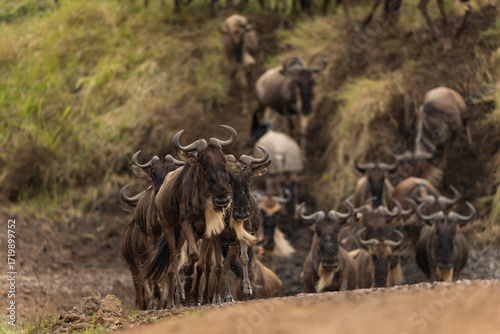 Canvas Print herd of wildebeest