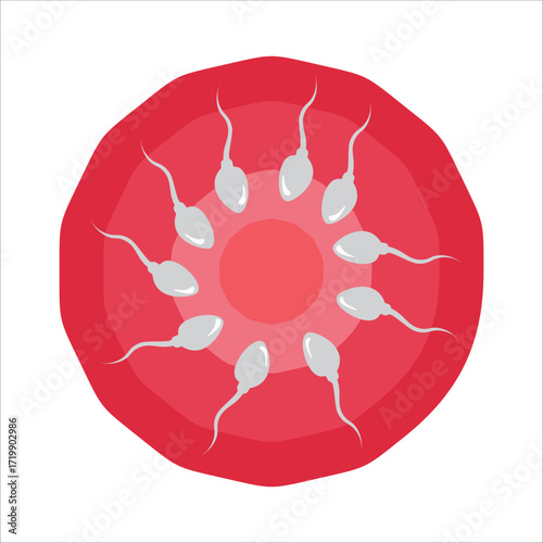 human sperm cell cone traveling towards the egg vector