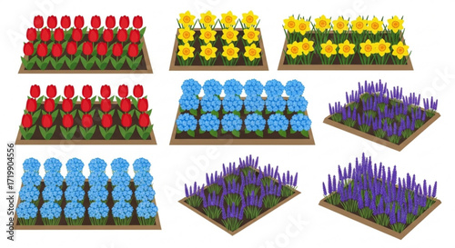 Isometric view of flower beds with red tulips, yellow daffodils, blue hydrangeas, and purple lavender, creating a colorful and vibrant garden display