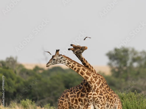 Photography giraffe in the wild