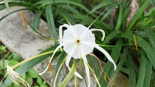 Spider Lily flower (Lycoris radiata) with striking red petals and long stamens, blooming elegantly in gardens, showcasing tropical floral beauty up close.