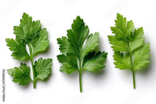 Fresh Green Parsley Leaves Set in Bright Natural Light for Cooking and Culinary Use