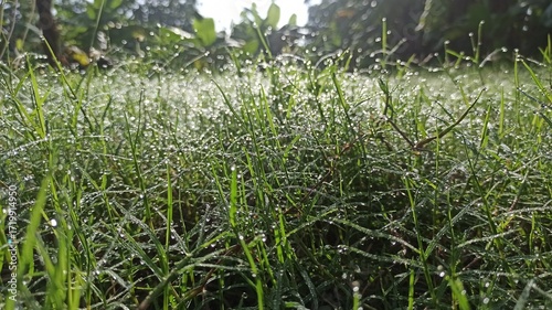 Morning dew on fresh green grass, with sparkling droplets reflecting sunlight, creating a serene and refreshing natural atmosphere in gardens or fields.