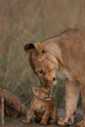 lioness and cubs