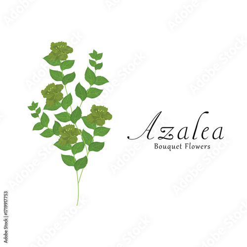Azalea plant flower vector illustrations.
