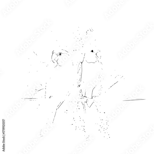 Two lovebirds parrots on a branch tropical birds wildlife avian nature drawing sketch illustration art 100