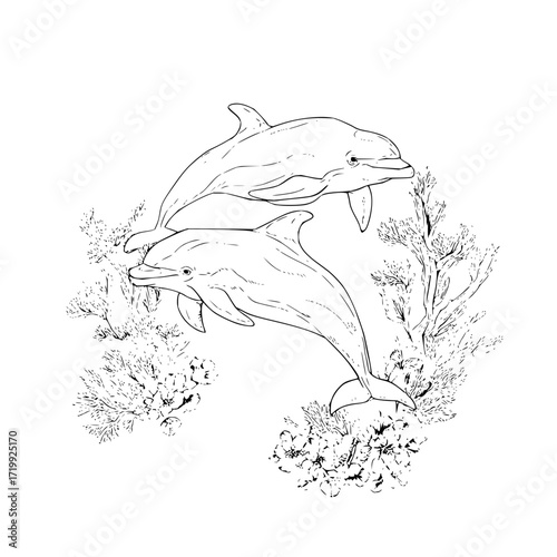 Dolphin ocean sea marine life underwater mammal aquatic animal nature wildlife drawing line art illustration 100