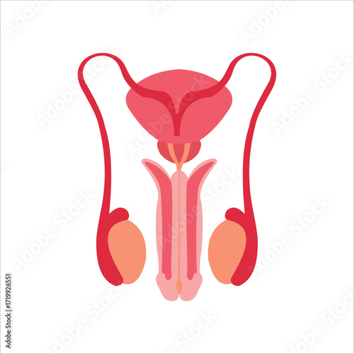 Male reproductive system. Anterior view. Vector illustration.