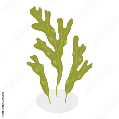 3D Isometric Flat Vector Set of Seaweeds, Marine Algae Collection. A set of various types of seaweed gathered from the ocean, perfect for showcasing the beauty of underwater flora.. Item 9