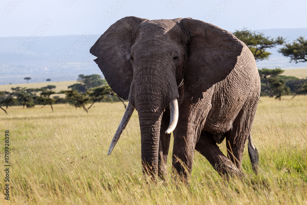 Obraz premium Tusker 4