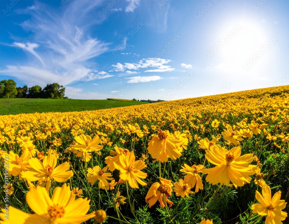 Fototapeta premium Beautiful Yellow Flowers in Natural Light