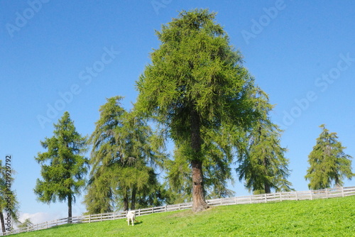 Salten,Jenesien