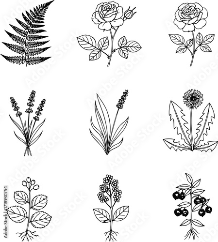 Minimalist Botanical Line Icons Set with Editable Stroke, featuring fern leaf, rose flower, lavender, grass, dandelion, berry branch, herbal sprig, wild plant, floral outline, thin linear illustration