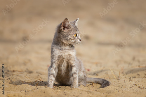 Gray striped cat walks on a leash on green grass outdoors...
