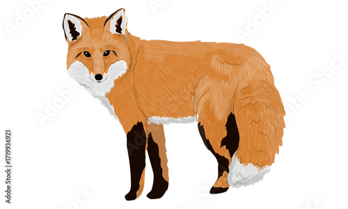 Red fox. Realistic vector animal