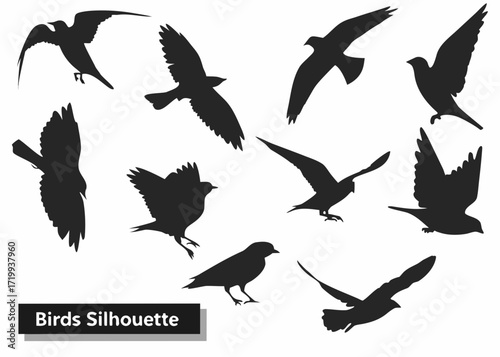 Collection of diverse bird silhouettes in flight and perched