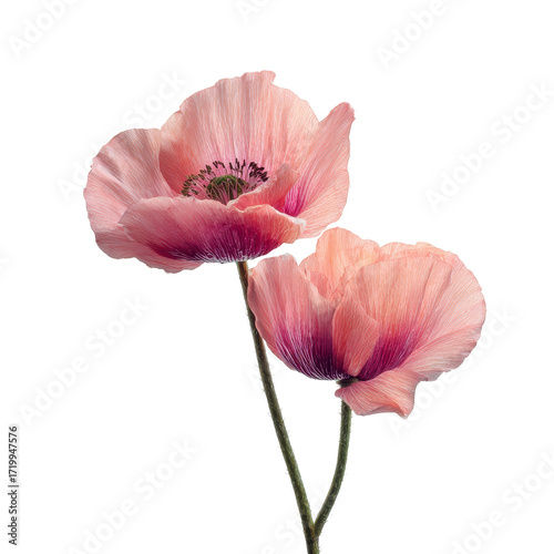 Soft pink poppy flowers in an elegant arrangement showcasing natural beauty and delicate petals