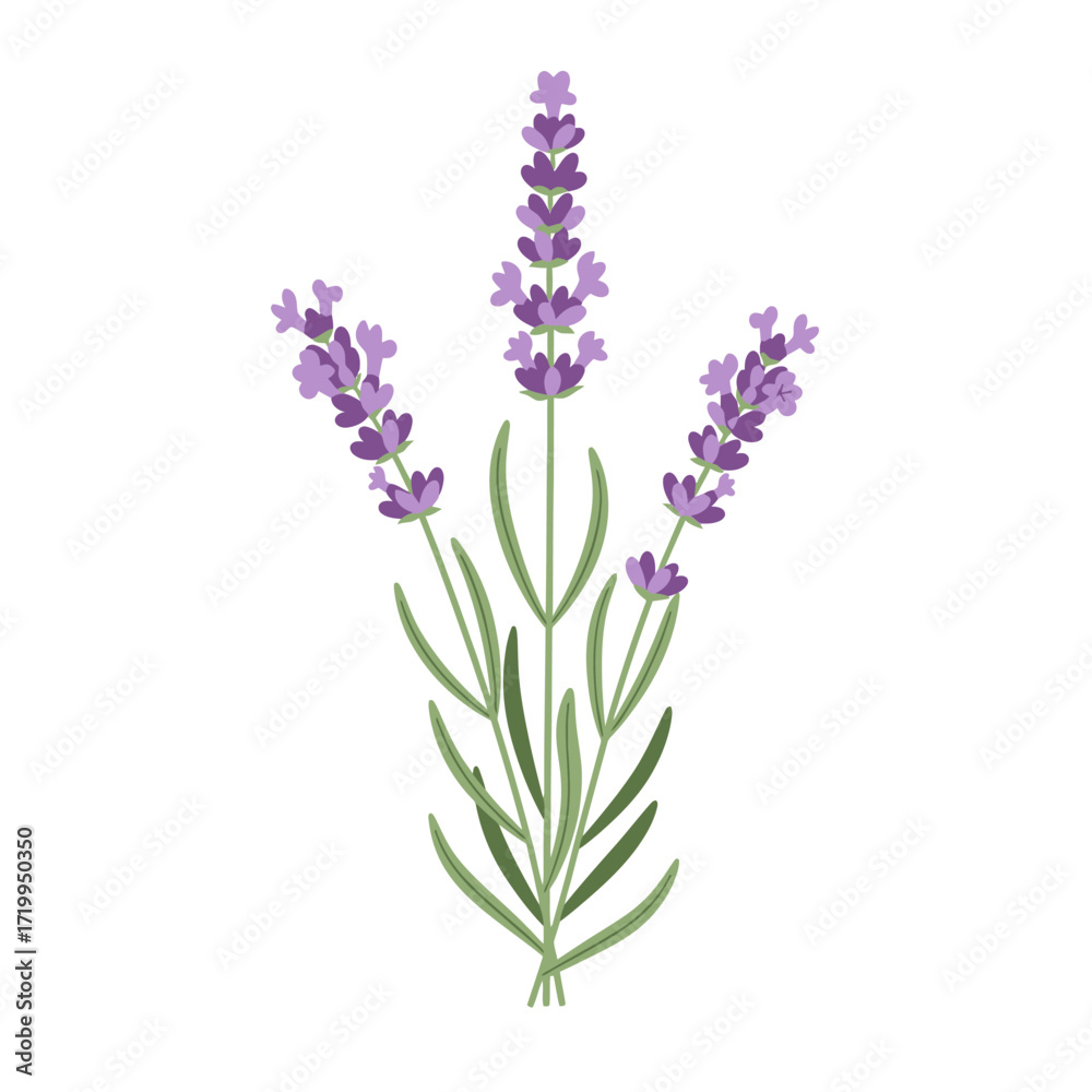 Naklejka premium A detailed illustration of three lavender flower stems with green leaves, arranged in a bouquet.