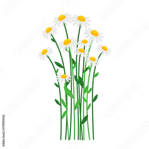 A bouquet of daisies with long stems and green leaves.