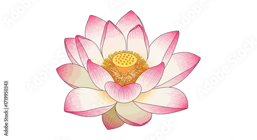 Detailed illustration of a beautiful pink lotus flower with a prominent yellow stamen, showcasing its delicate petals and serene beauty.