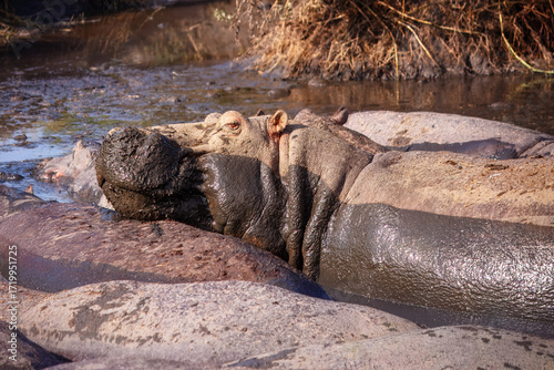 Fotografi A female hippo in a pod/bloat of hippos looks at the camera through one eye, in