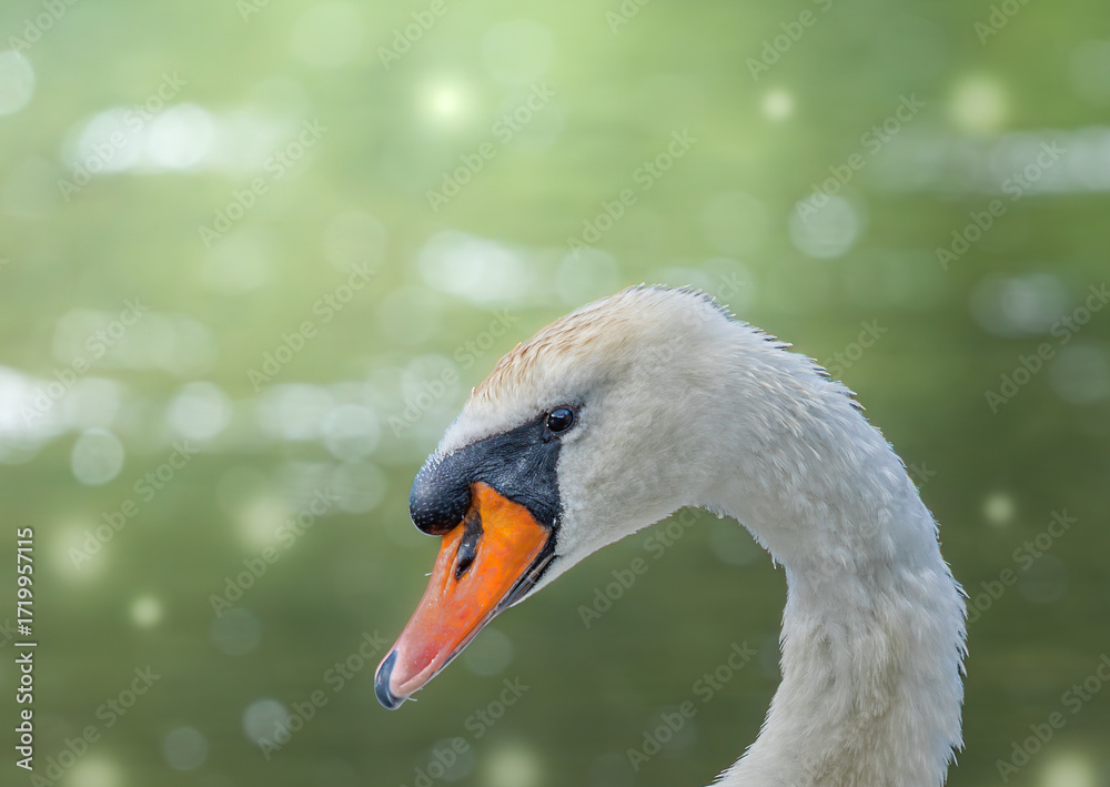 Fototapeta premium mute swan portrait