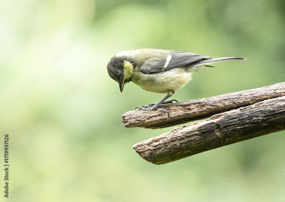 Obraz premium Great Tit