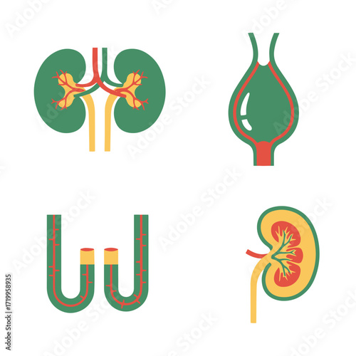 Kidney and bladder illustration set in green, yellow and red colors.