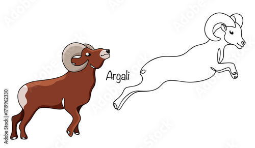 Argali