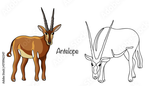 Two antelopes