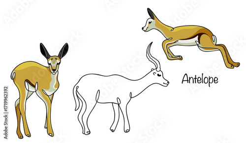 Antelope